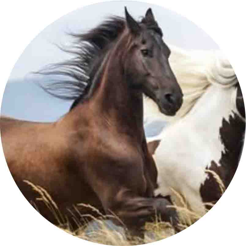 Facebook Muslim Group(5,4 k members: ANGLAIS)