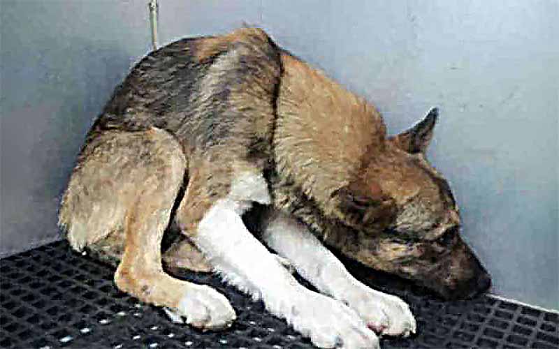 Couverture : Heartbreaking letter from a shelter employee.