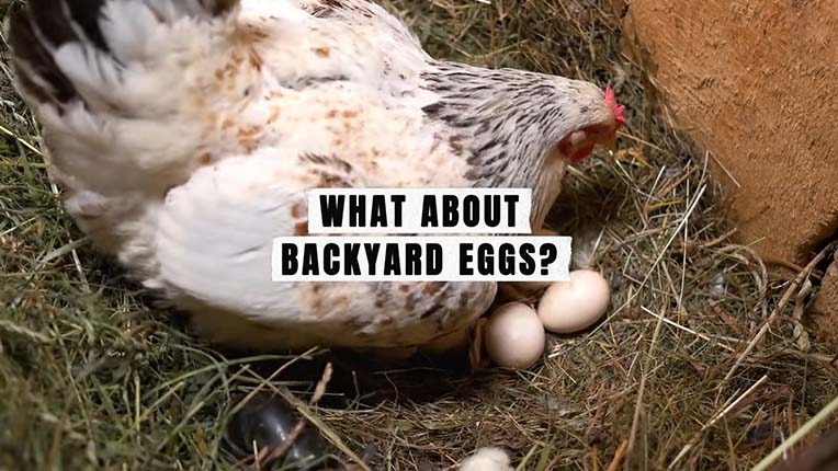 Why don't vegans eat backyard eggs?